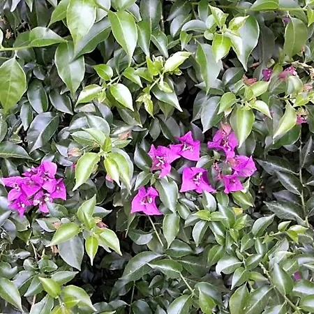 Des Cosme Aramon