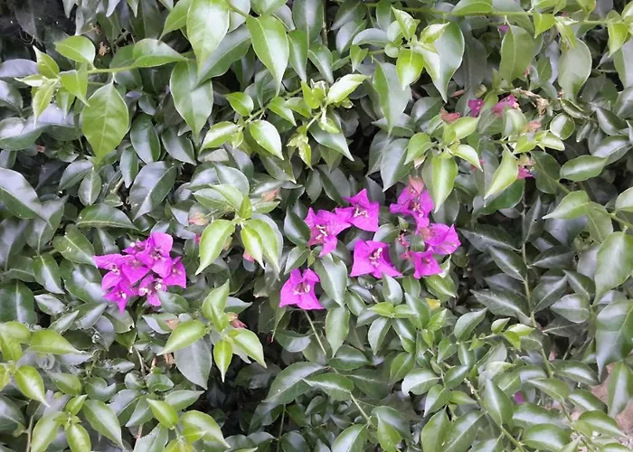 Frühstückspension Des Cosme